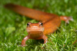 Northern Spring Salamander print