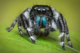 Phidippus johnsoni print