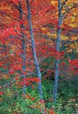 Autumn Fire print