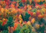 Autumn Pallet print