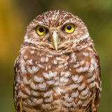 Burrowing Owl print