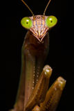 Chinese Mantis print