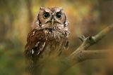 Eastern Screech Owl print
