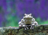 Gray Treefrog print