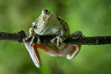 Gray Treefrog print