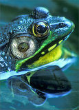 Green Frog print