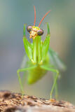 Green Mantis Fly print
