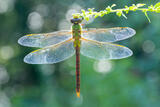 Green Darner print