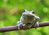 Gray Treefrog print