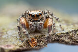 Habronattus geronimoi print