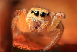 Habronattus print