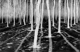 Inverse Forest print