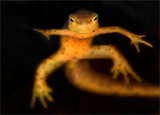 Red-spotted Newt print
