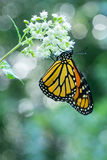 Monarch Butterfly print