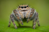 Phidippus octopunctatus print