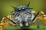 Phidippus mystaceus (adult male) print