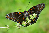 Red Spotted Purple print