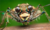 Tiger Beetle print