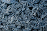 Winter Feathers print