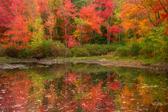 Autumn Mirror II
