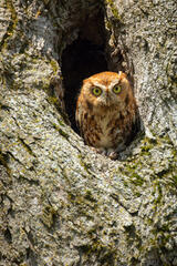 Eastern Screech Owl