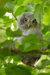 Eastern Screech Owlet
