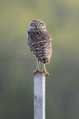 Burrowing Owl