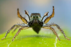 Habronattus borealis