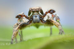 Habronattus festus (NMEX)