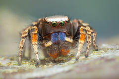 Habronattus altanus