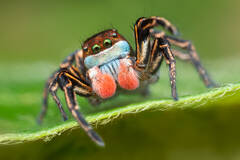 Habronattus americanus