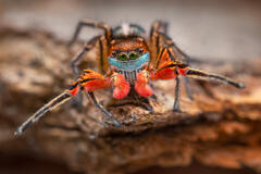 Habronattus americanus