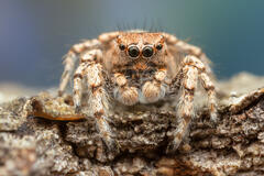 Habronattus amicus