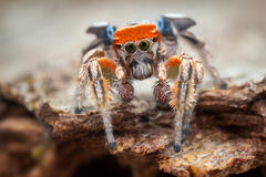 Habronattus arcalorus