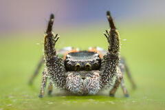 Habronattus brunneus