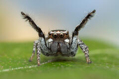 Habronattus carolinensis