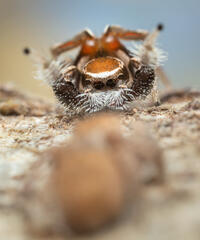 Habronattus clypeatus