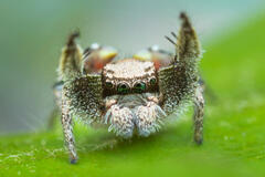 Habronattus cuspidatus