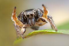 Habronattus orbus