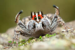 Habronattus sansoni