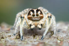 Habronattus tarsalis