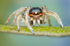 Habronattus tarsalis