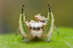 Habronattus virgulatus