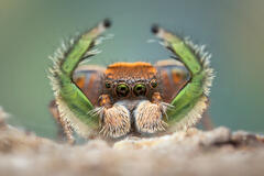 Habronattus viridipes