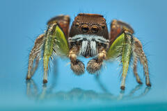 Habronattus viridipes