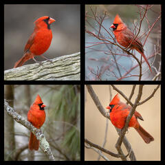 Northern Cardinal Coaster Set