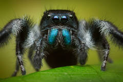 Phidippus johnsoni
