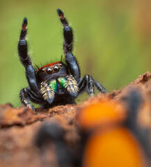 Phidippus apacheanus