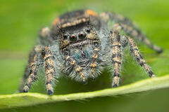 Phidippus borealis