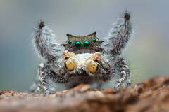 Phidippus carolinensis